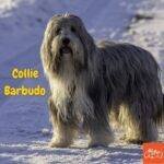 Collie Barbudo . bearded collie. perros peludos