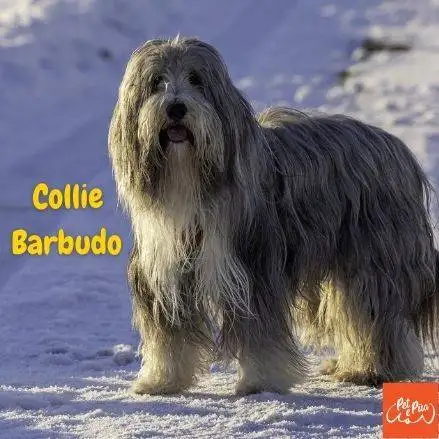 Collie Barbudo . perros peludos