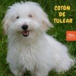Cotón de Tulear. mascotas. perros. perros peludos