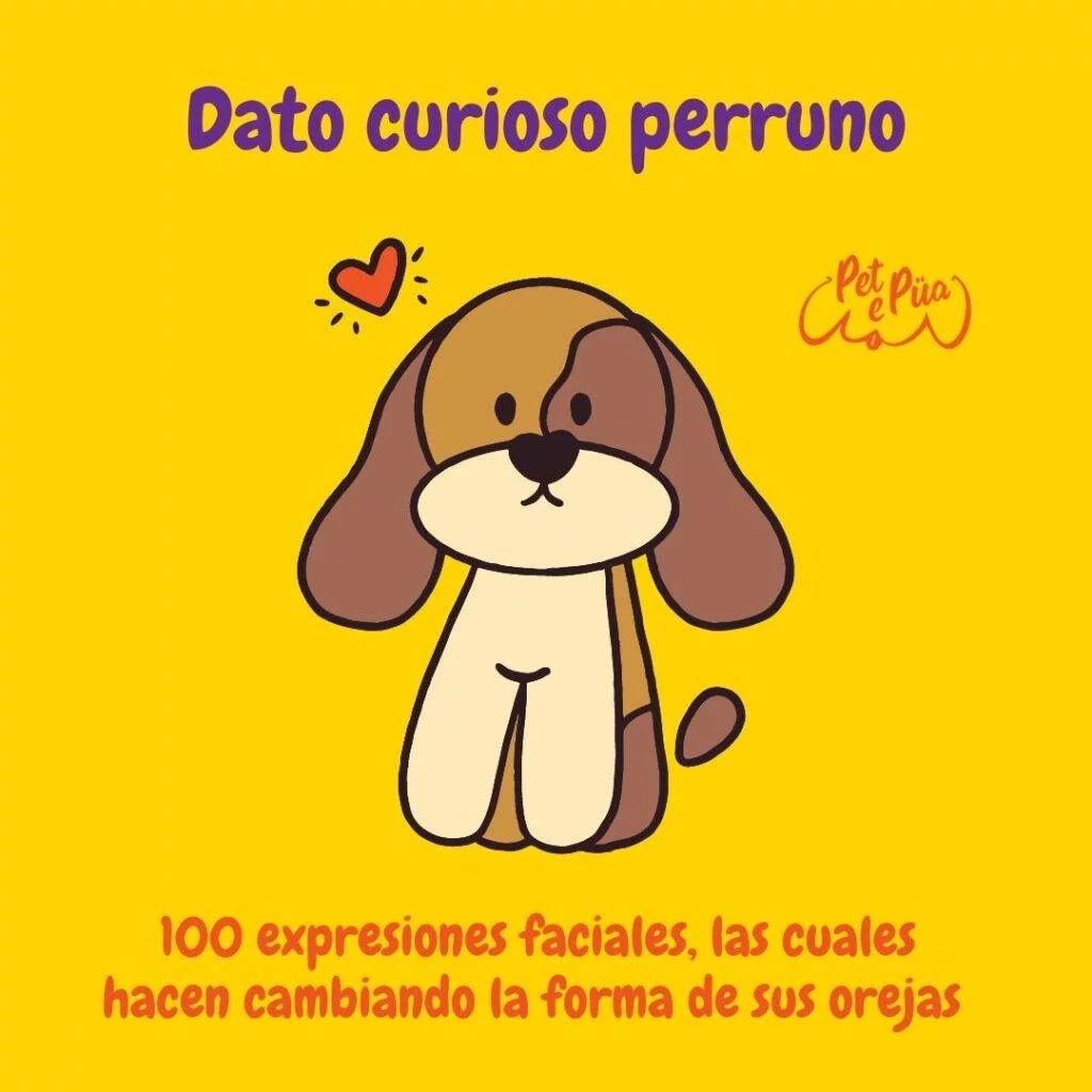 Datos curiosos perros. petepua