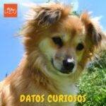 Datos curiosos sobre los perros. petepua
