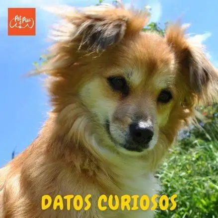 Datos curiosos sobre los perros. petepua