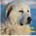 Gran pirineo. Perro de Montaña de los Pirineos. perros peludos. petepua. gigante pirineos perro. perro montaña del pirineo. pastor pirineo blanco