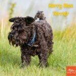 Kerry Blue Terrier. Perros peludos