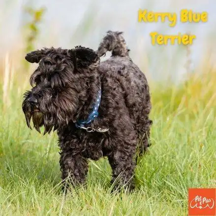 Kerry Blue Terrier