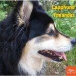 Lapphund Finlandés o Finnish Lapphund