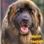 Mastín Tibetano. perros peludos. petepua.
