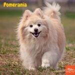 Pomerania. perros peludos.