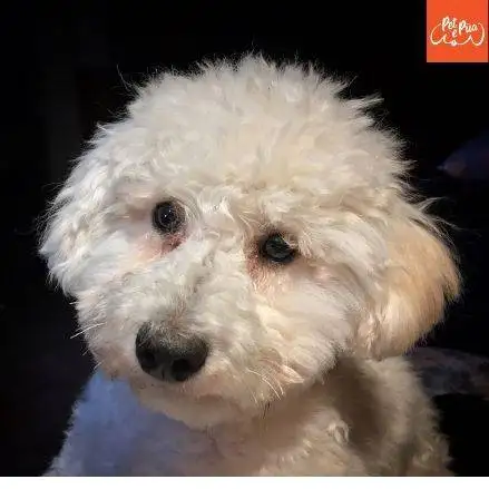 Poodle Toy Todo por las mascotas y los pets lovers