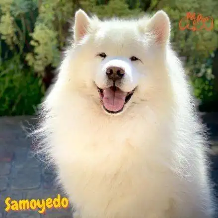 Samoyedo. perros peludos