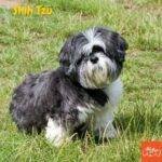 Perro Shih Tzu, sentado en la vegetación, mirando atentamente con la cabeza inclinada.