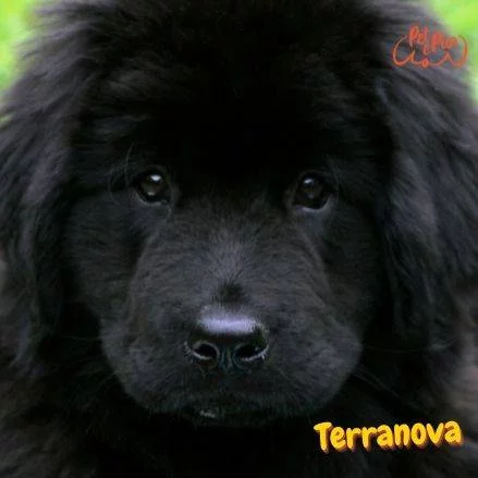 Terranova. perros peludos.