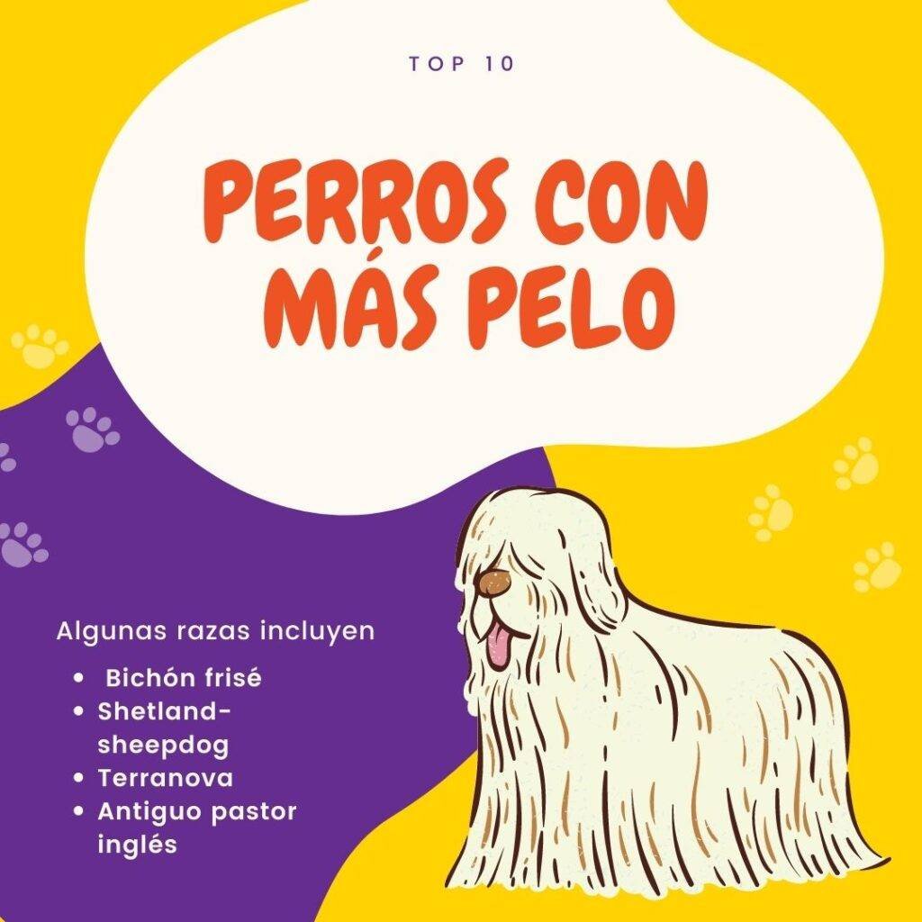 perros con mas pelo. petepua