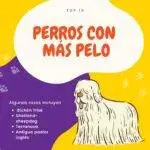 perros con mas pelo. petepua