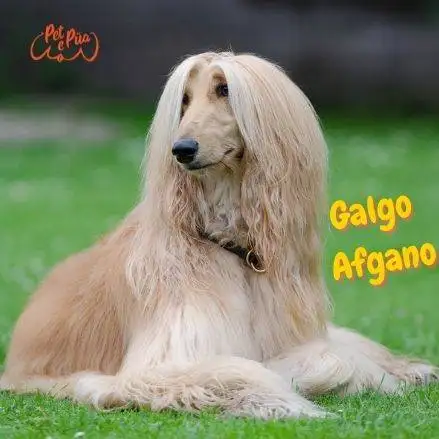 Galgo Afgano. perros peludos