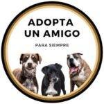 Adopta Un Amigo Para Siempre