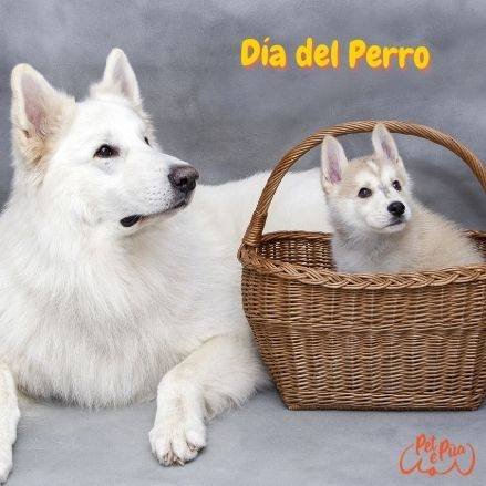 Día del perro. petepua