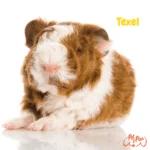 Cobaya texel. cobayos. petepua