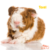 Cobaya Texel: origen y características del conejillo de indias rizado