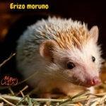 Erizos. Erizo moruno (Atelerix algirus). petepua