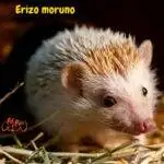 Erizos. Erizo moruno (Atelerix algirus). petepua