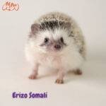 Erizo somalí. Atelerix sclateri. petepua