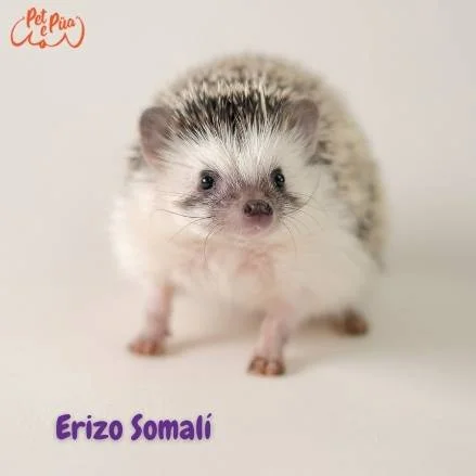 Erizo somalí. Atelerix sclateri. petepua