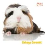 cobaya coronet. cobayos. . cobayas como mascota. petepua