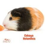 cobayos. Cobaya Holandesa. cobayas como mascota. petepua