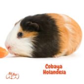 Cobaya Holandesa