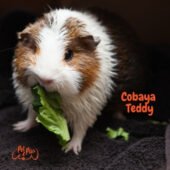 Cobaya Teddy