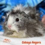 Cobaya angora negra y blanca..