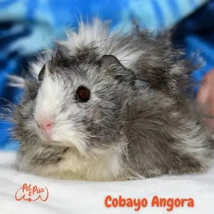 cobayos. Cobaya angora. cobayas como mascota.petepua. cobaya sheltie