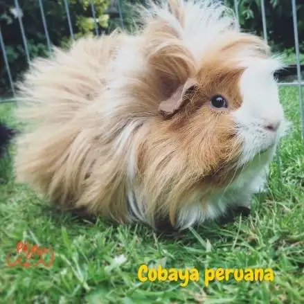 cobayos. Cobaya peruana. petepua