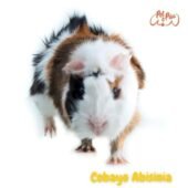 Cobaya Abisinia: Características y cuidados del Cuyo Abisinio (fotos)