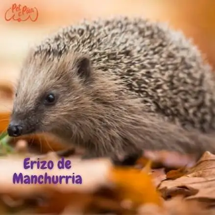 erizo de Manchurri. erizo de amur. Erinaceus amurensis . petepua