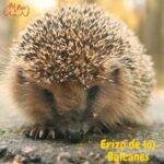 Ericaneus romumanicus . erizo de los balcanes