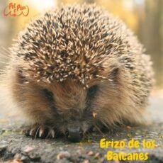Erizo de los Balcanes