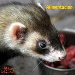 Alimentacion de los hurones. petepua. mascotas. hurones.