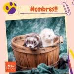 dos hurones en una cesta de madera con un texto que indica "nombres para hurones".