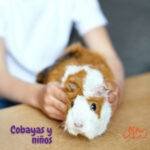 cobayas y niños. cobayas. petepua
