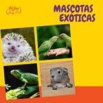 un erizo, dos loros, una iguana y un cobayo