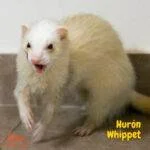 huron whippet. petepua
