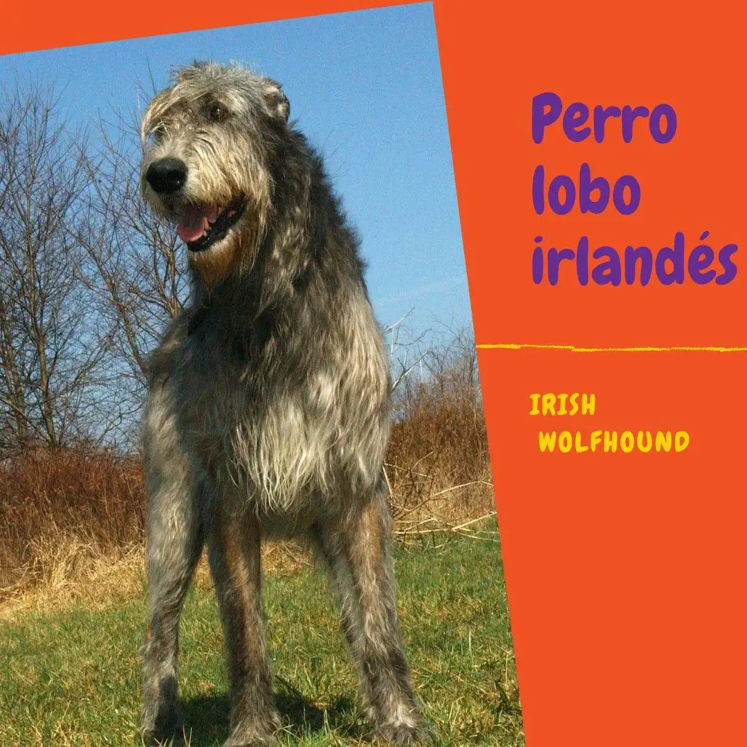 Perro lobo irlandés. de pie en la naturaleza. Con texto que indica "Irish wolfhound".