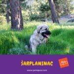 Šarplaninac. sarplaninac. perros. petepua.