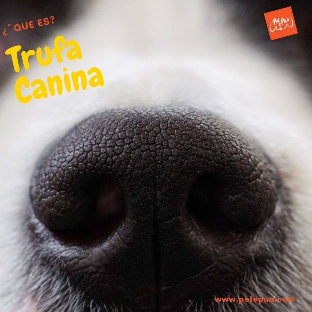 close up de una trufa canina negra.