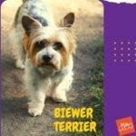 biewer terrier. biewer yorkshire terrier. perros . petepua