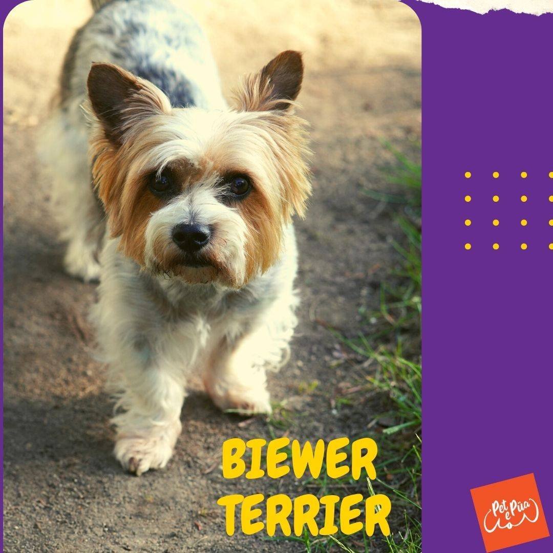 biewer terrier. biewer yorkshire terrier. perros . petepua