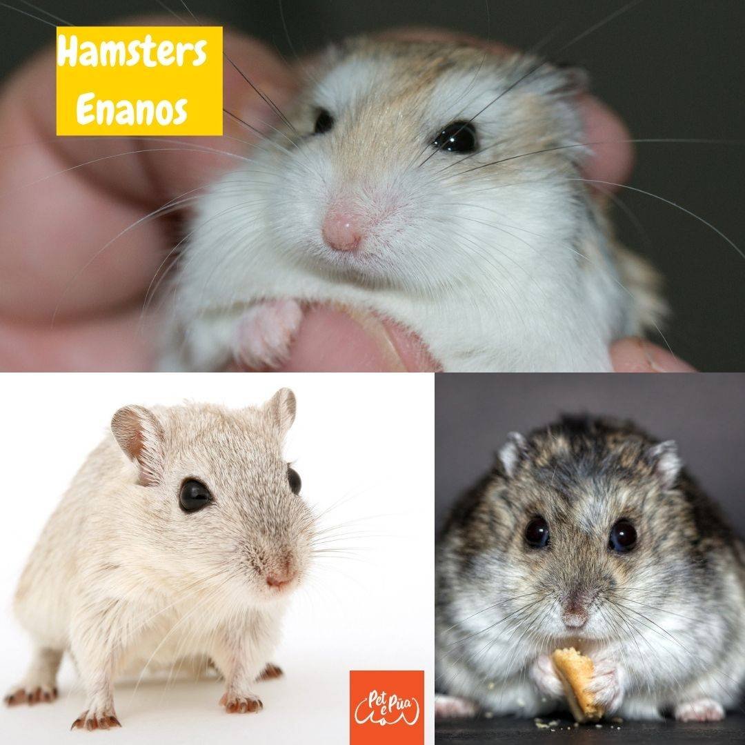 hámsters enanos. Hamsters