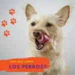 por que lamen los perros. artículos web petepua